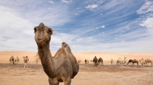 Explore Abu Dhabi's Hidden Gems with an Affordable Sunrise Desert Safari